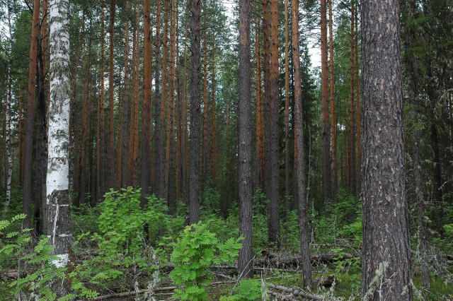 Деревенская Америка - 2