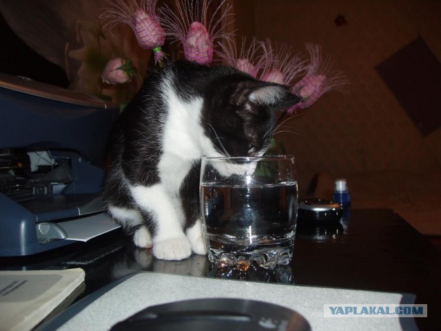 Котовторник 26.07 2016