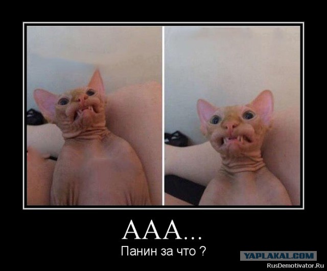 Мем про писюн собаки