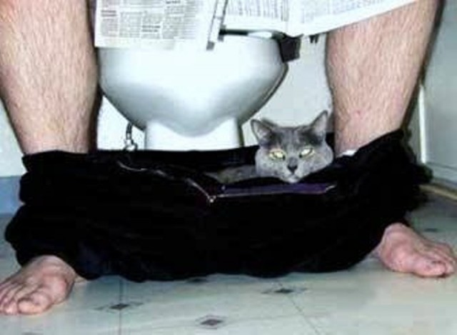 Коты из сети