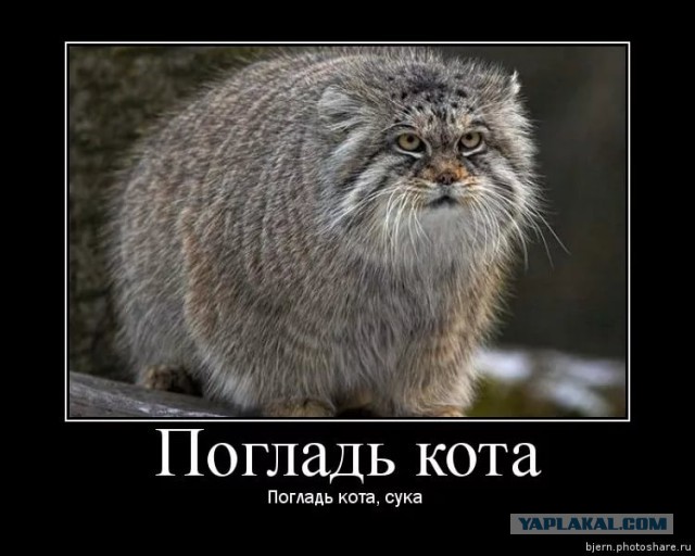 Японцы разработали роботизированную котоподушку для борьбы со стрессом