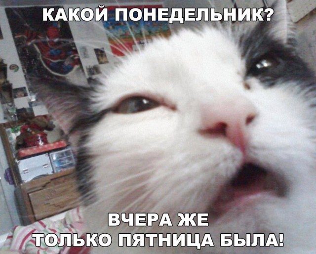 Коты и Кошки