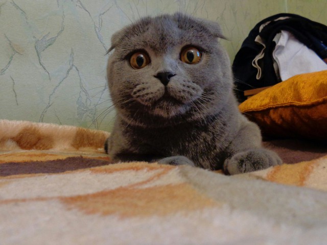 Котовторник 07.11.2017