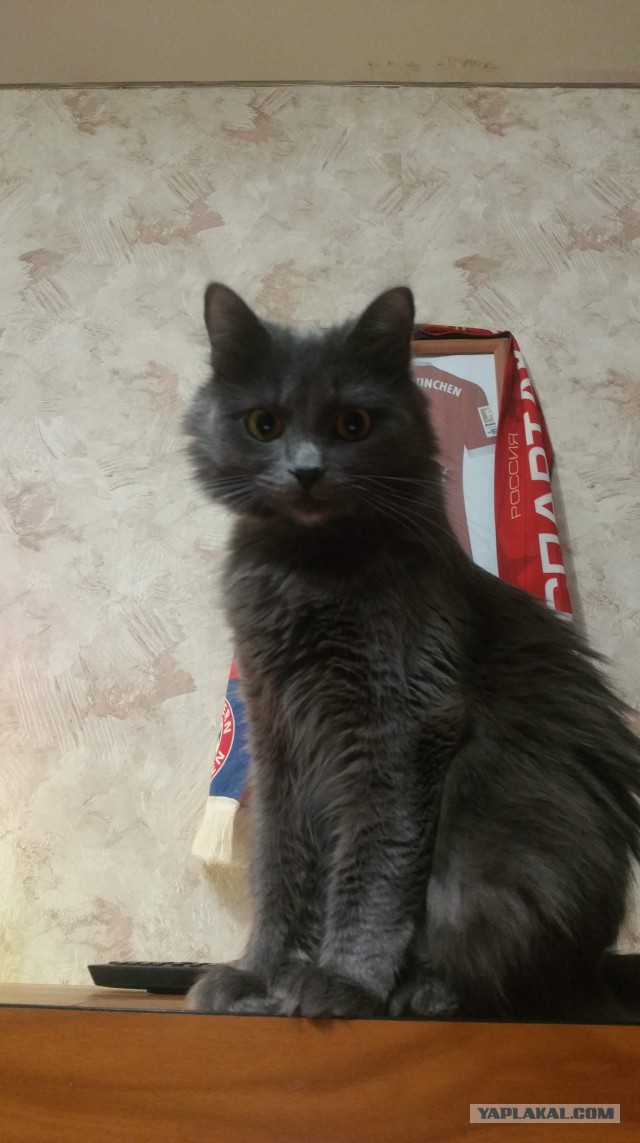 Котовторник 28.11.2017