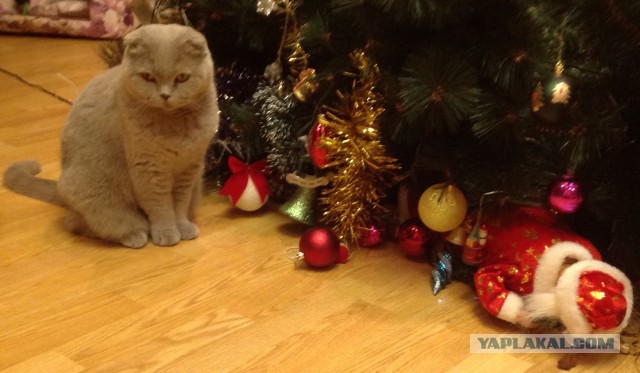 Беседка ФиС ЯПа 2