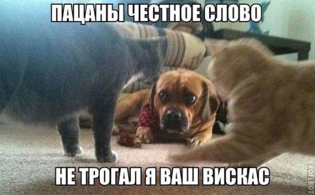 Нестандартный юмор