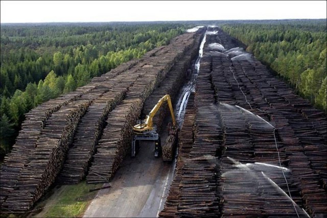 Китайская фирма арендовала 137 тысяч га томского леса на 49 лет