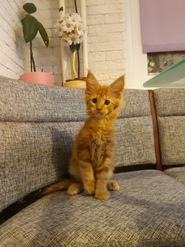 А не открыть бы нам котовторник 03.04.2018