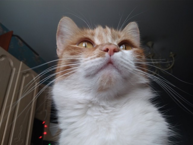Котовторник ждали? А вот и он!
