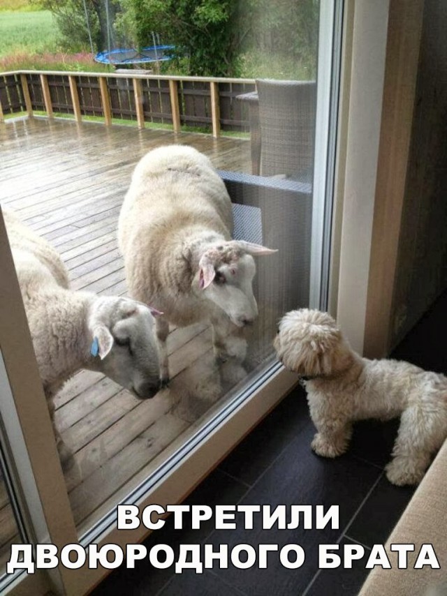 Живность из сети