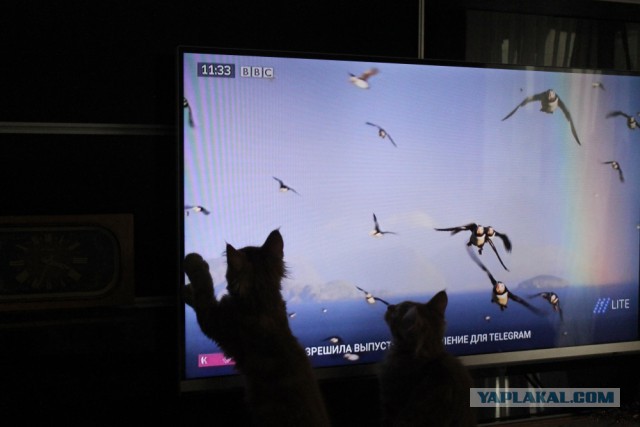 Котовторник 05.06.2018