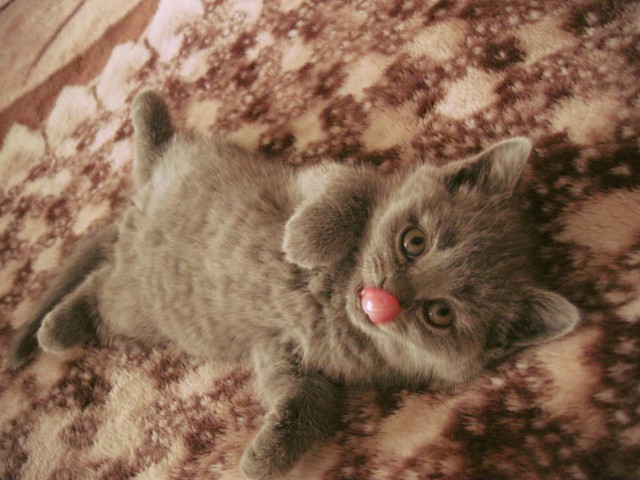 Котовторник 05.06.2018