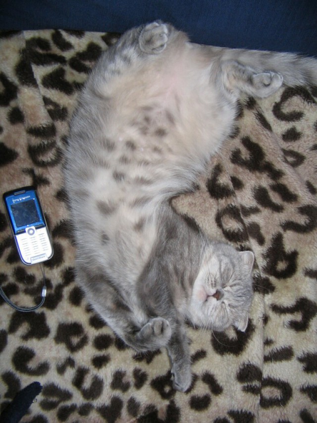 Котовторник 19.06.2018