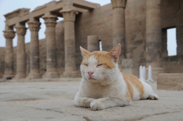 Котовторник в Египте