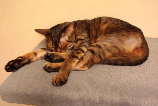 Кошачье кафе в Осаке