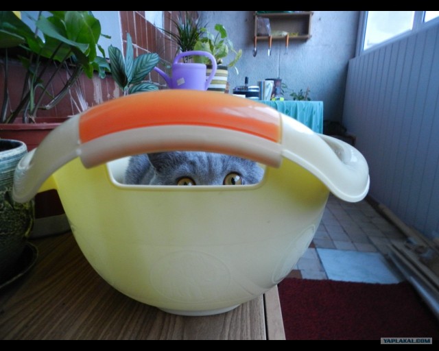 Котовторник, для любителей кошек
