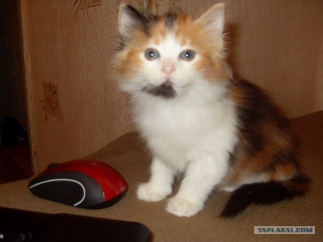 Котовторник так котовторник!