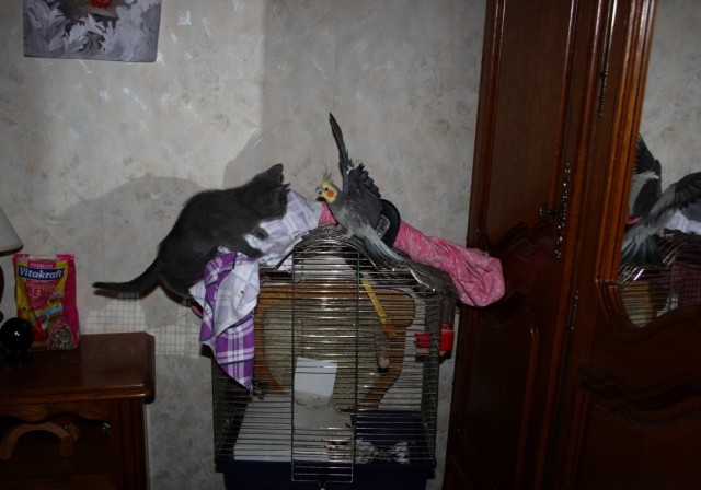 Котовторник 1.11.11