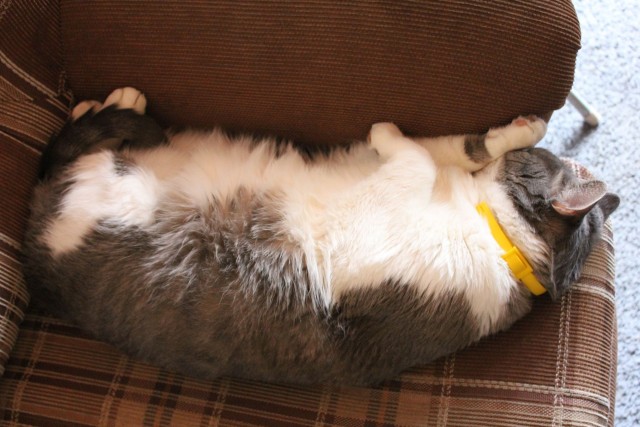 Котовторник 22.11.11