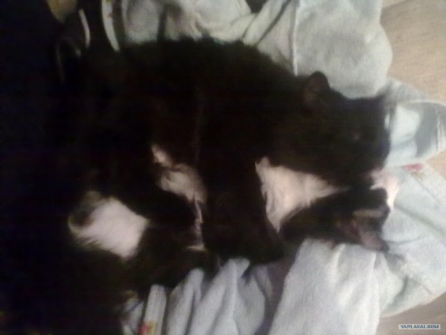 Котовторник (24. 01. 2012 )