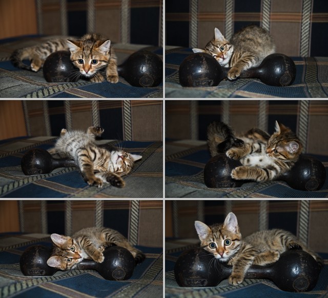 Котовторник (14.02.2012)
