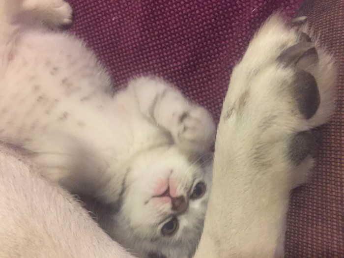 К котовторнику. Почему дома нужен котик