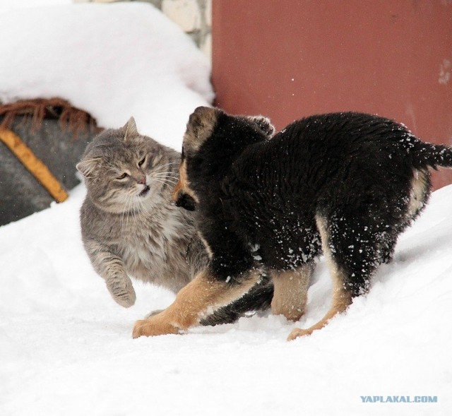 КОТОВТОРНИК (6.03.2012)