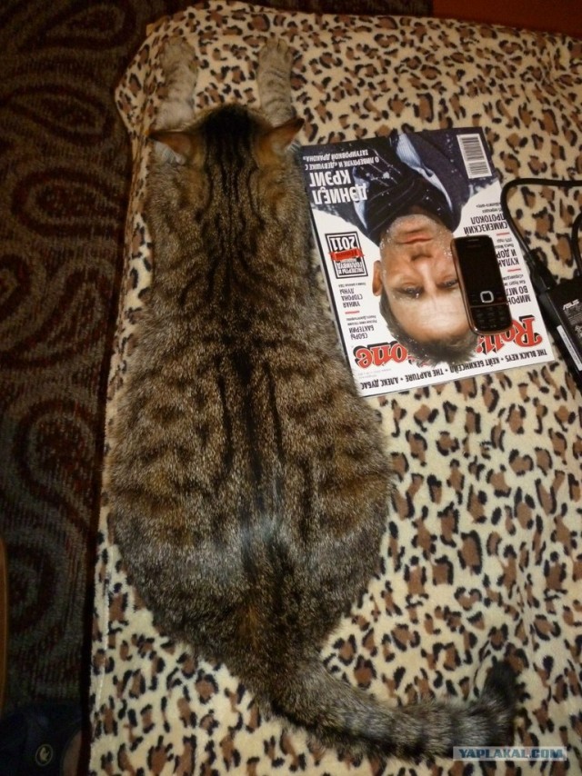 Котовторник! 13.03.2012