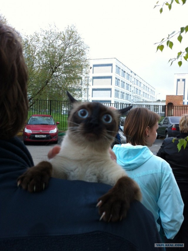 Котовторник 22.05.2012