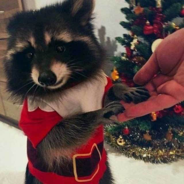 Опять 25 картинок