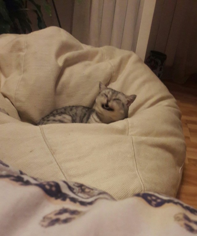 Забавные фото котеек
