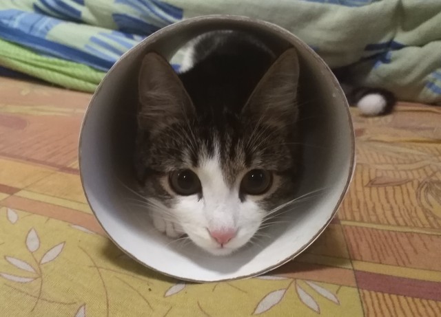 Котики
