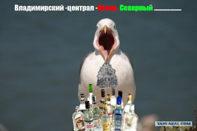 Чайка из Алькатраца