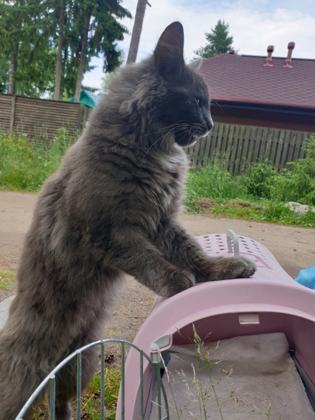 Эти забавные животные