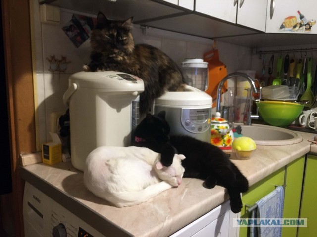 Котовторник. Наша собственная банда