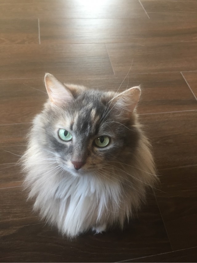 Котовторник!
