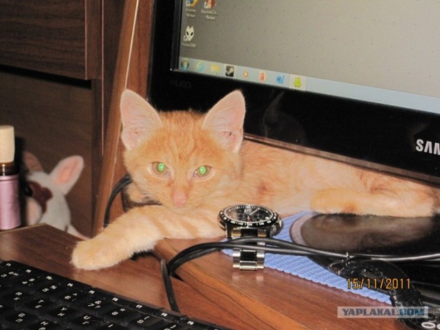 Спасение котейки...