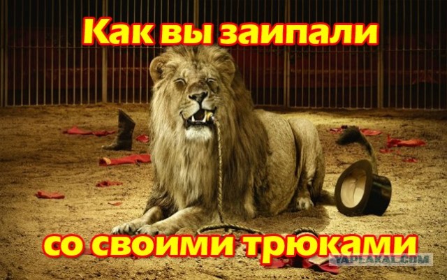 Тигр отужинал дрессировщиком