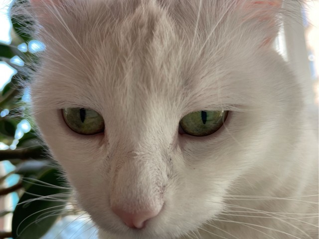 Хоба! Котовторник!