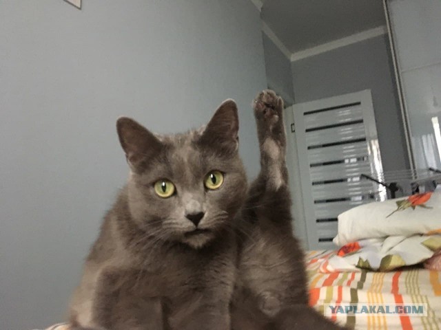 Хоба! Котовторник!