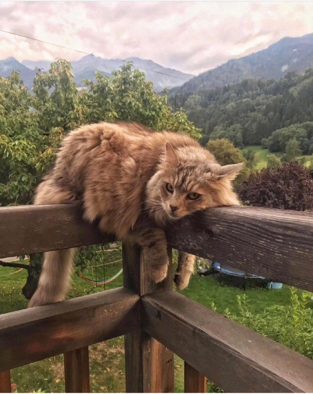 Котовторник (свои добавляем)