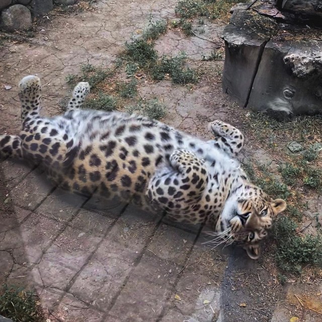 Зачем полные женщины делают маникюр?