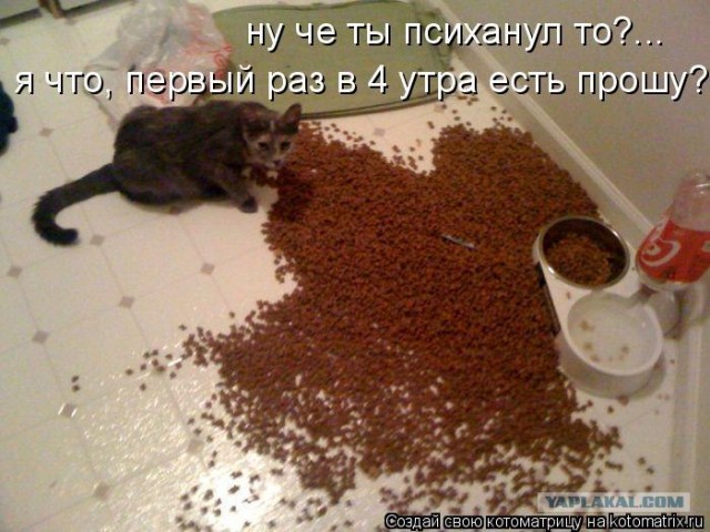 Кот падонаг