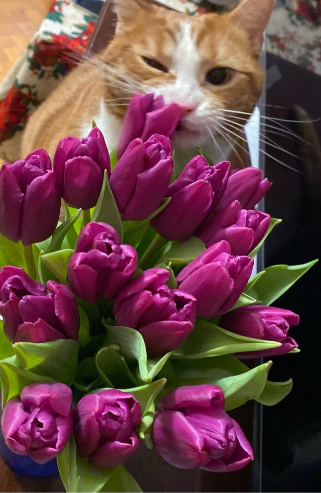 Господа и дамы ЯПа! Котовторник у нас начался! Отойдите от политоты и давайте котиков побольше!