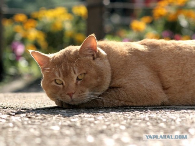 Котики в беде