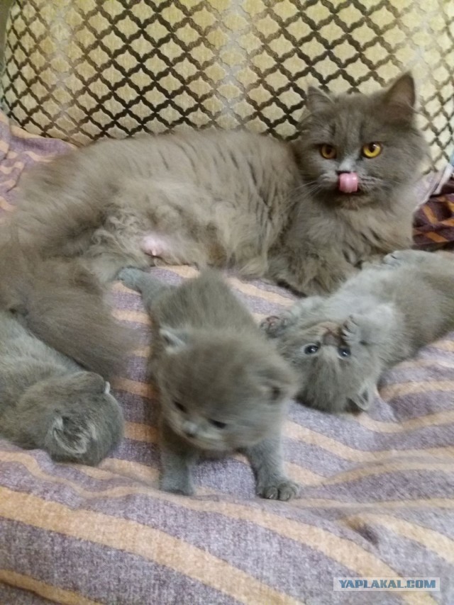 Кот притащил котёнка