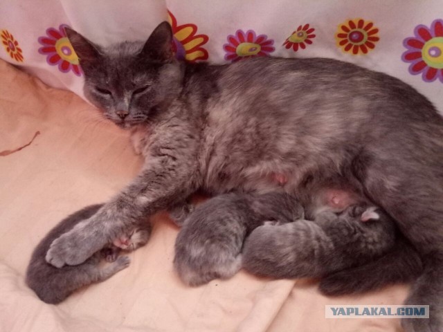 А как спит ваш кошачий?