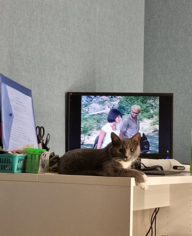 Кот во вторник