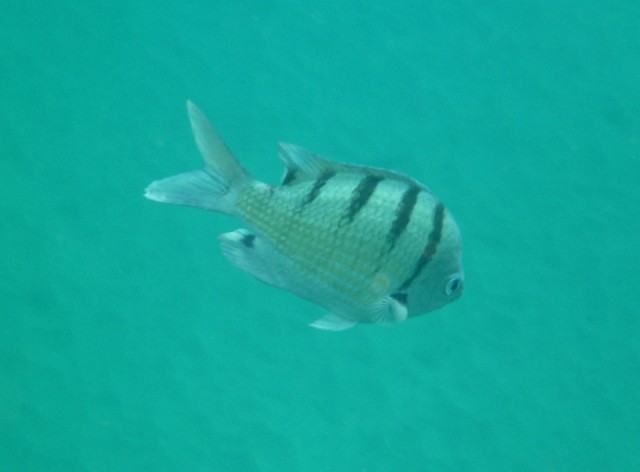 Деревенская Америка