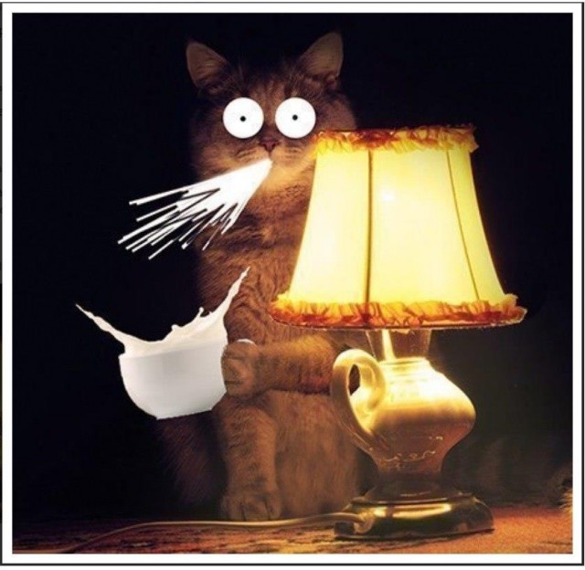 Котолампа. Кот и лампа - новый вариант старого мема